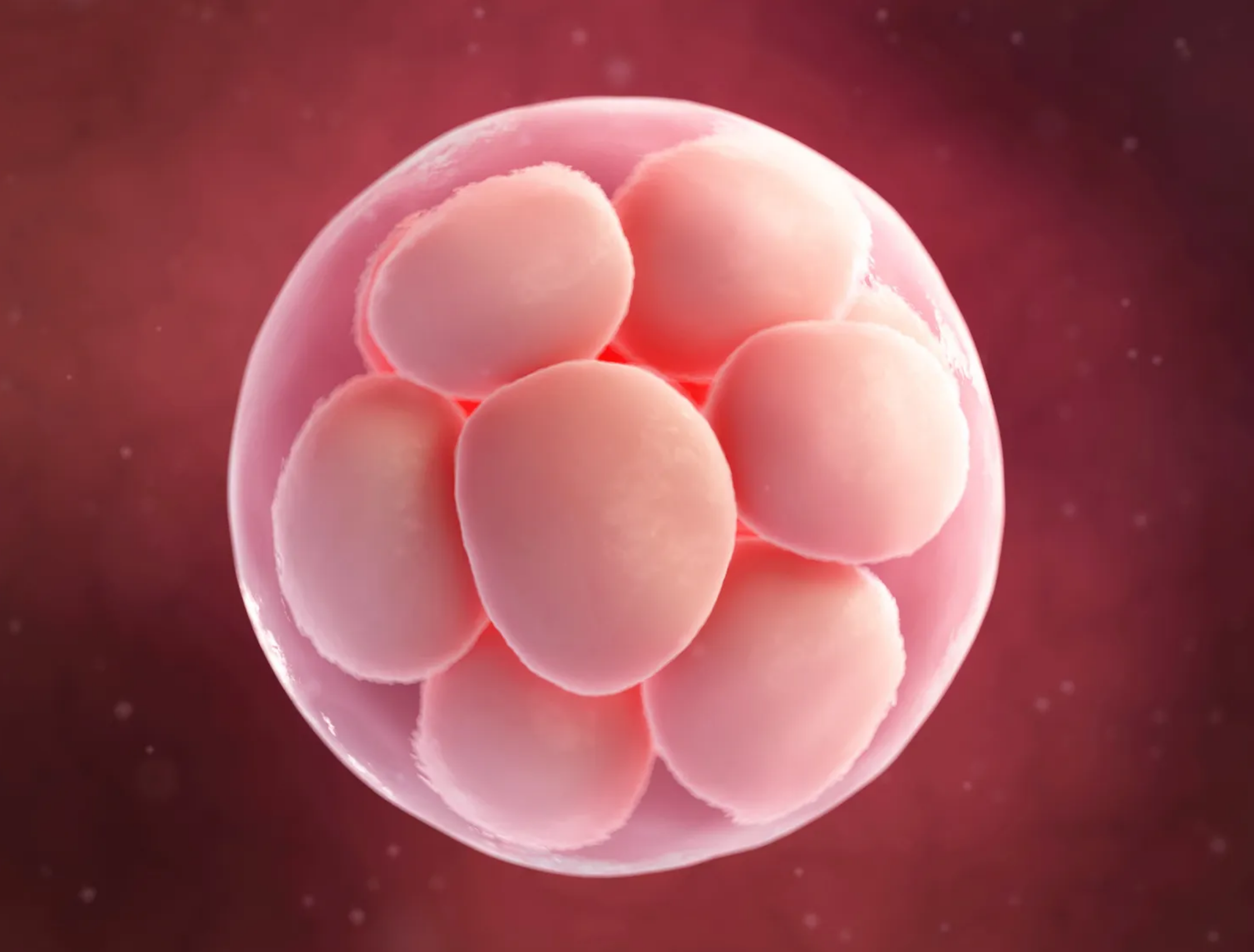 Donor Egg IVF Donor Egg IVF